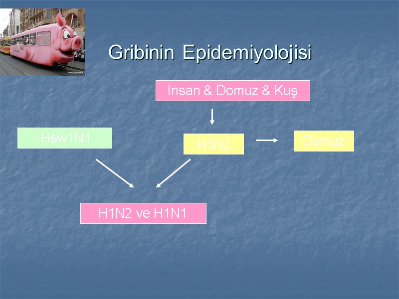 Gribinin Epidemiyolojisi İnsan & Domuz & Kuş H3N2 Domuz  Hsw1N1 H1N2 ve H1N1